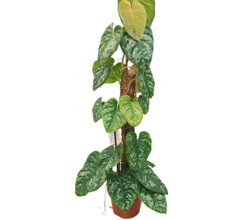 PHILODENDRON “Brandtianum” moss - cover