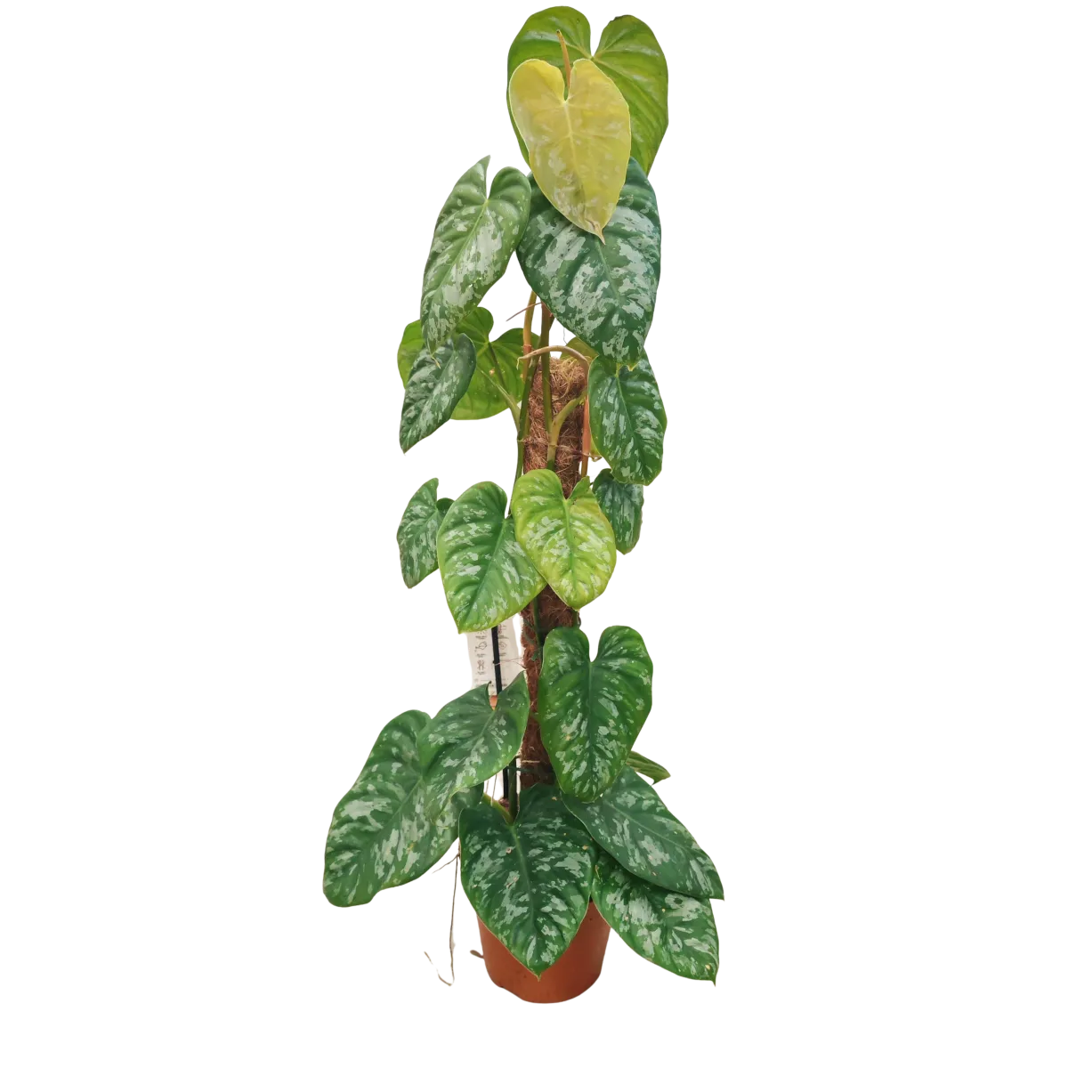 PHILODENDRON “Brandtianum” moss - cover