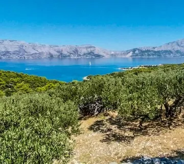 POVLJA, BRAČ – maslinik s 50 odraslih maslina s pogledom na more - cover