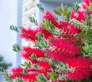 CALLISTEMON CIT. “Splendens” - cover