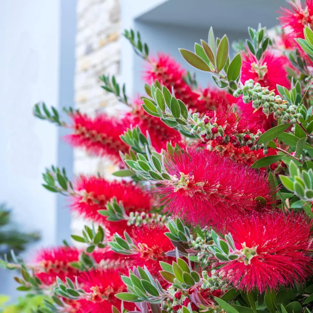 CALLISTEMON CIT. “Splendens” - cover