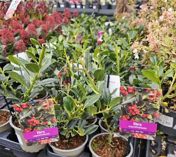 ILEX AQUI.”J.C.van Tol”božikovina - cover