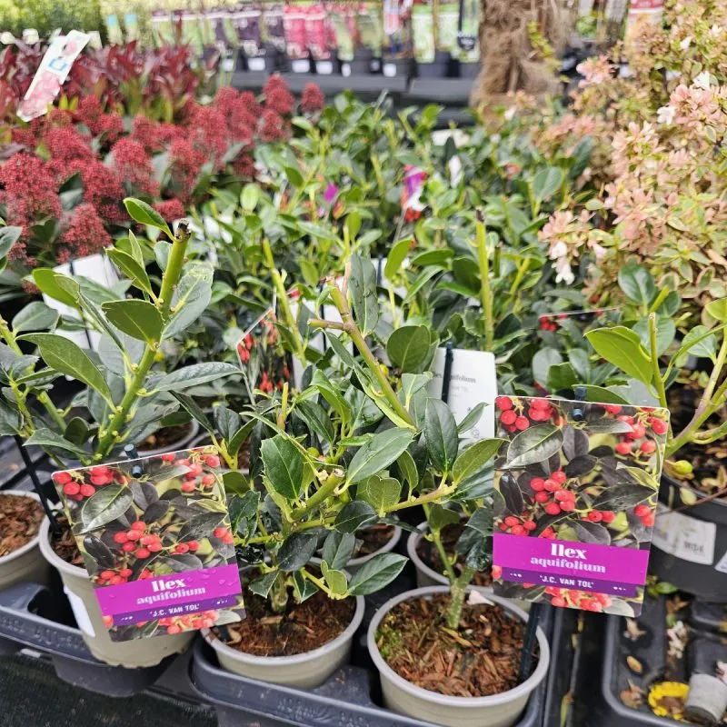 ILEX AQUI.”J.C.van Tol”božikovina - cover