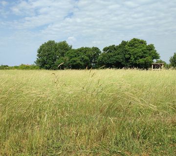 Istra, Šišan, građevinsko zemljište 3000m2 pravilnog formata - cover