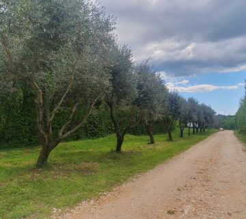 Istra, Barban, građevinsko zemljište 1640m2 #prodaja - cover