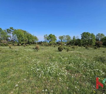 Istra, Peruški, poljoprivredno zemljište 1000m2 #prodaja - cover