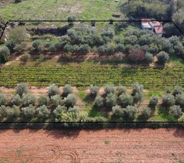 Rovinj, poljoprivredno zemljište sa maslinikom, vinogradom i legaliziranim objektom #prodaja - cover