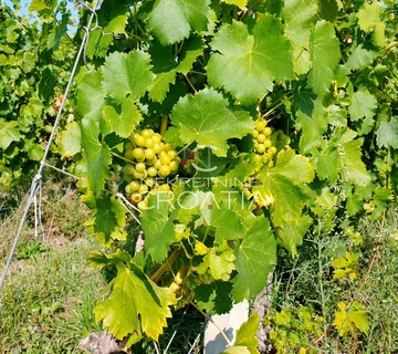 105.333m2 VINOGRADA, 4,75EUR/m2 - cover