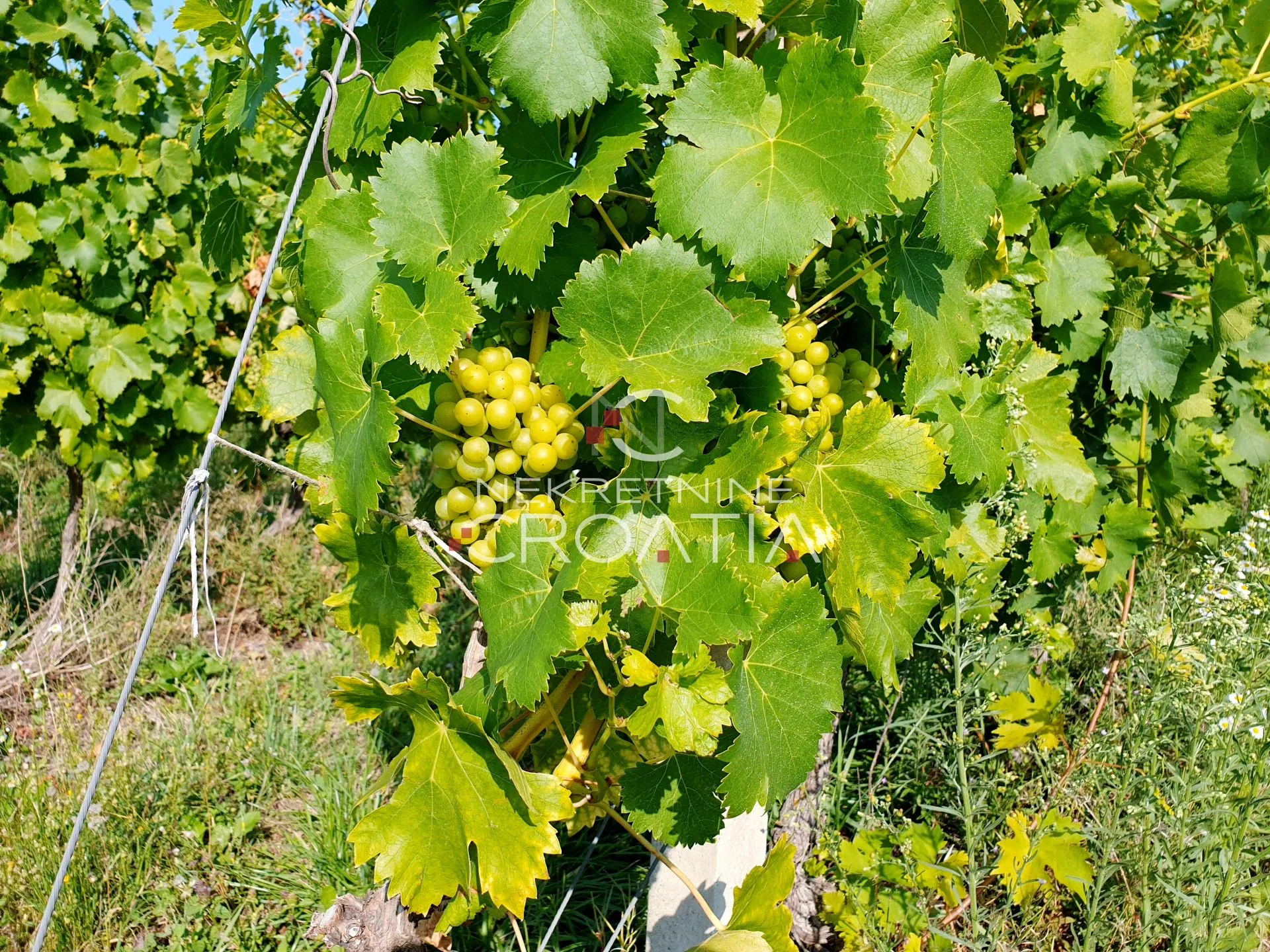 105.333m2 VINOGRADA, 4,75EUR/m2 - cover