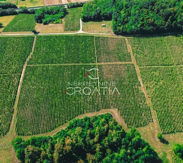 PRILIKA! 105.333 m2 VINOGRADA, 4.75 EUR/m2! - Carevdar, Križevci