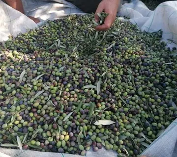 Plodovi Maslina BERBA 2026: OPG Bili Brig - NP Krka - cover