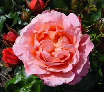 RUŽA STABLAŠICA “Marie Curie” - cover