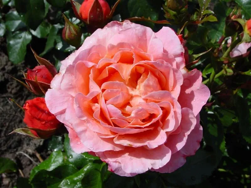 RUŽA STABLAŠICA “Marie Curie” - cover