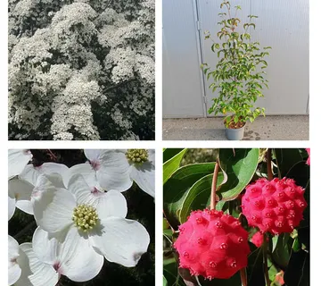 CORNUS KOUSA - cover