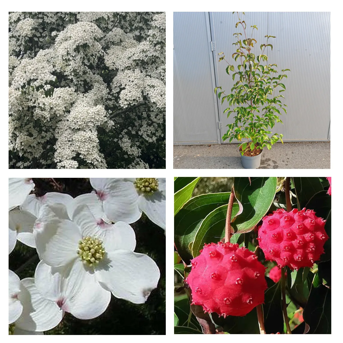 CORNUS KOUSA - cover