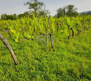 Buje, Kaštel - Vinograd sa 1000 trsova - cover