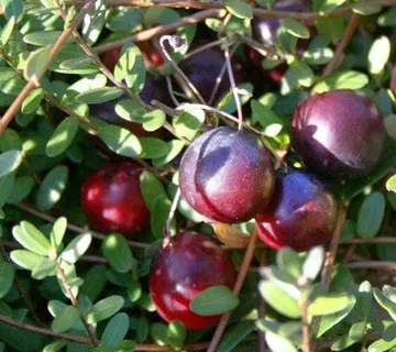 AMERIČKA BRUSNICA “Early Black” - cover