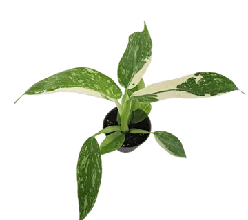 Philodendron “Jose Buono” - cover