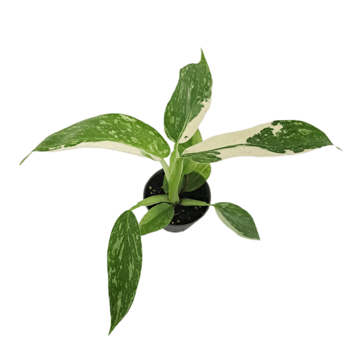 Philodendron “Jose Buono” - cover