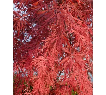 ACER PALMATUM “Orangeola” pendula - cover