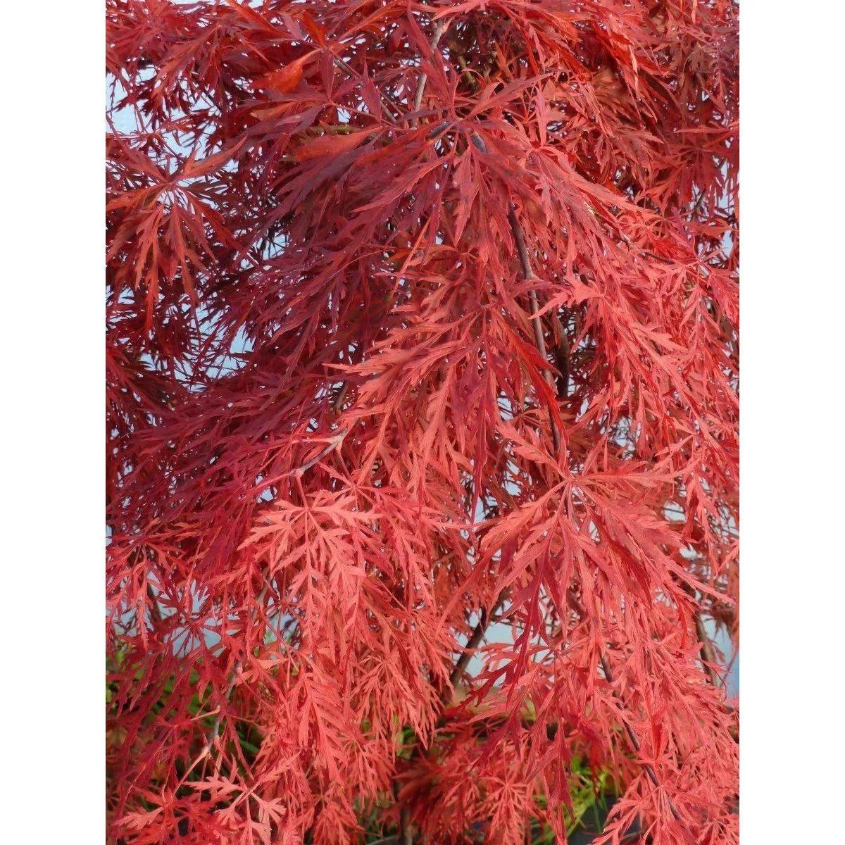 ACER PALMATUM “Orangeola” pendula - cover
