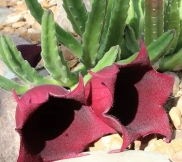 STAPELIA “Leendertziae” - cover