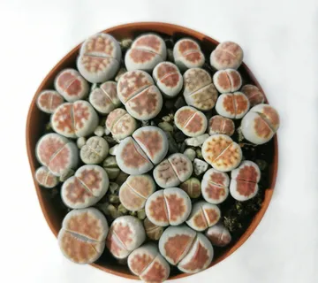 LITHOPS SPECIES - cover