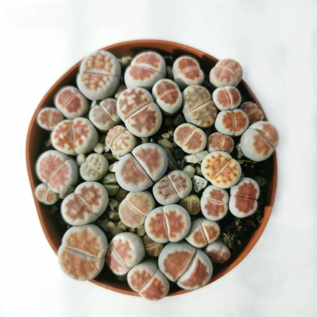 LITHOPS SPECIES - cover