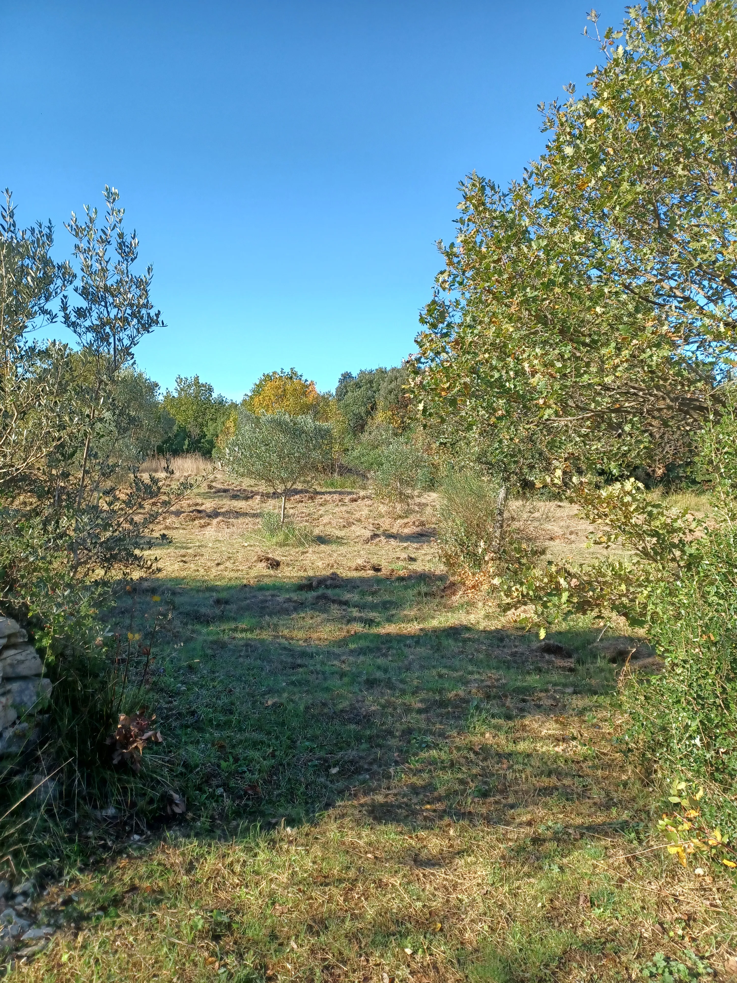 Fažana poljoprivredno zemljište 2400 m2 - cover