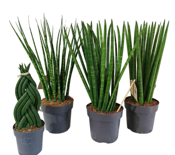 SANSEVIERIA CYLINDRICA - cover