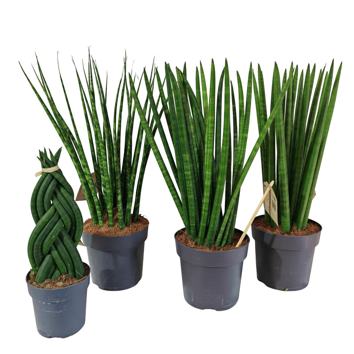 SANSEVIERIA CYLINDRICA - cover