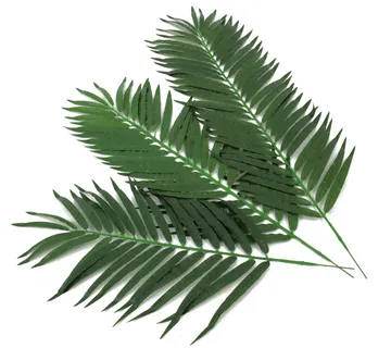 EUROPALMS Coconut palm branch 110cm 12x - cover