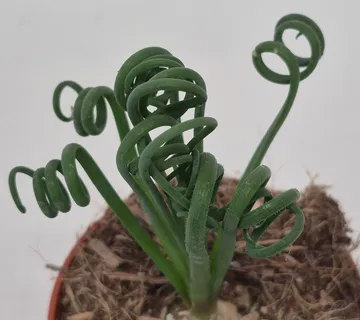 ALBUCA SPIRALIS “Frizzle Sizzle” - cover