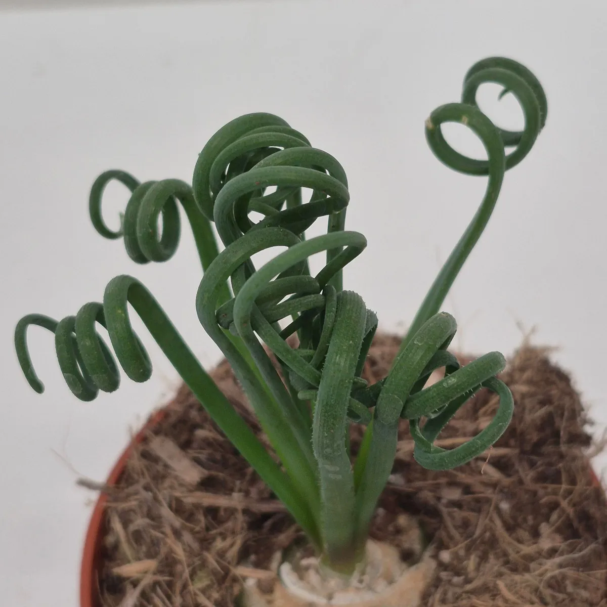 ALBUCA SPIRALIS “Frizzle Sizzle” - cover