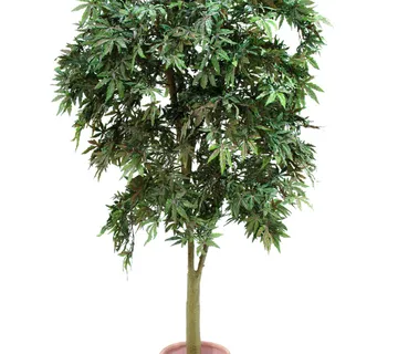 EUROPALMS Ash-leaved maple, green, 220cm - cover