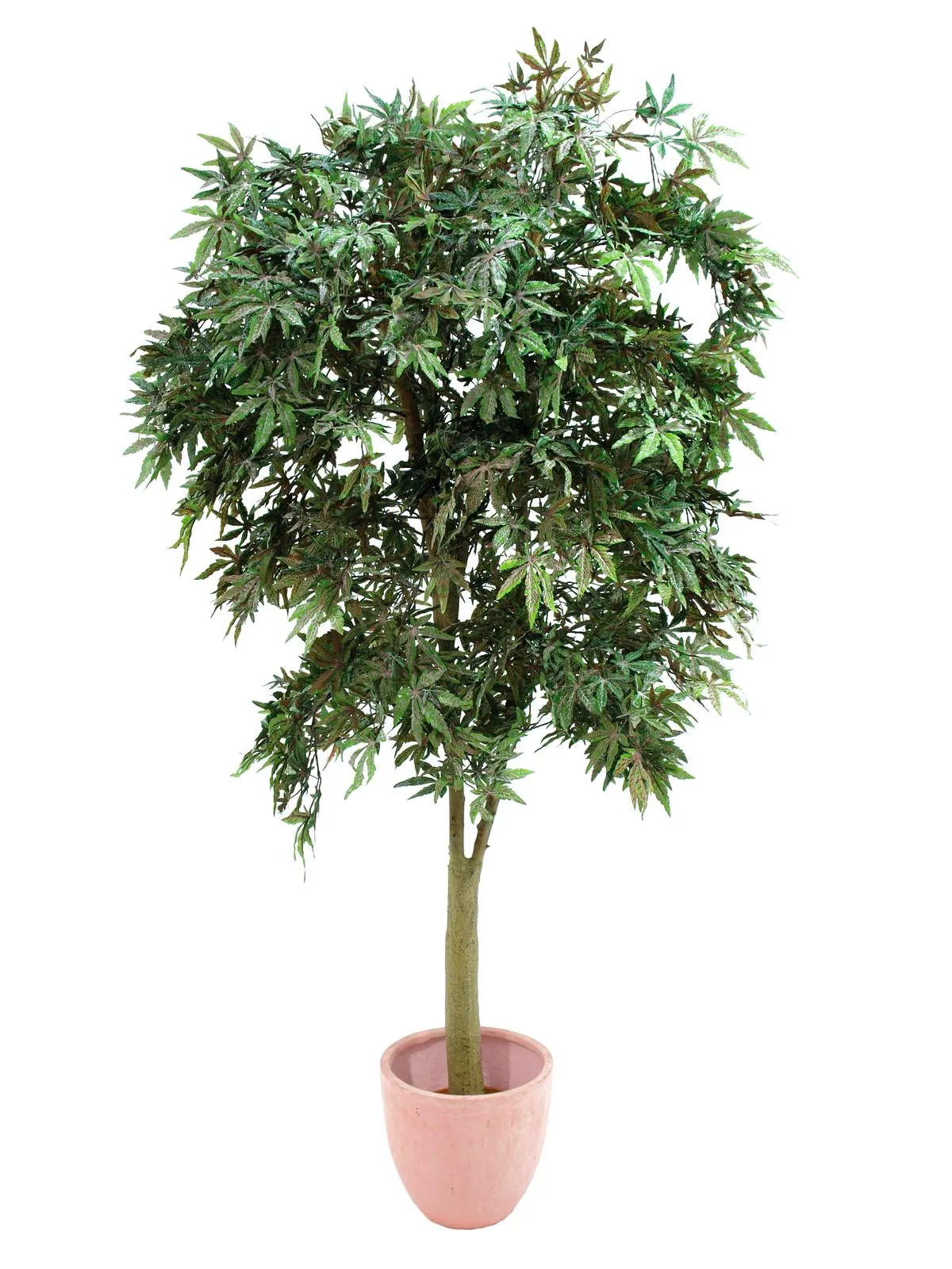 EUROPALMS Ash-leaved maple, green, 220cm - cover