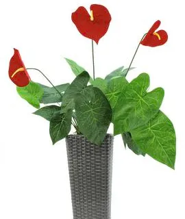 EUROPALMS Anthurium, 70cm - cover