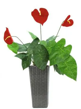 EUROPALMS Anthurium, 70cm - cover
