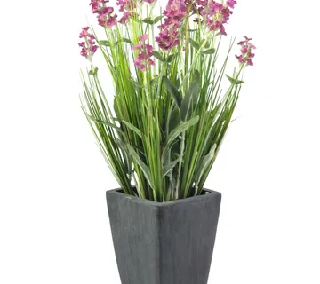 EUROPALMS Lavender, rose, in pot, 45cm - cover