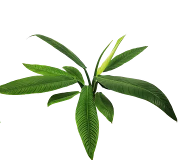 PHILODENDRON “Campii Lynette” - cover