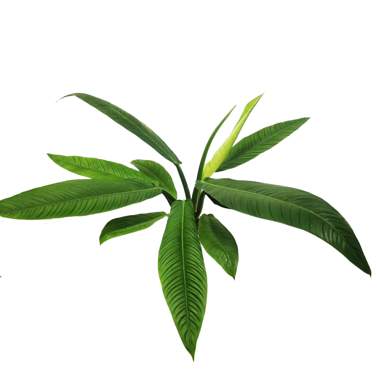 PHILODENDRON “Campii Lynette” - cover