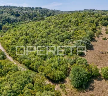 Istra, šuma u okolici Karojbe
