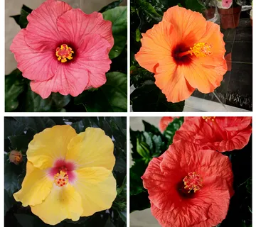 HIBISCUS ROSA SINENSIS - cover