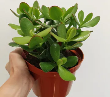 CRASSULA OVATA/drvo novca - cover