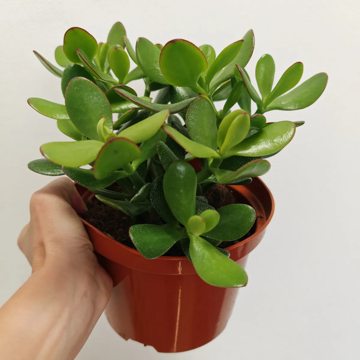 CRASSULA OVATA/drvo novca - cover