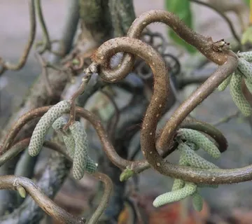 CORYLUS AVE. “Twister” - cover