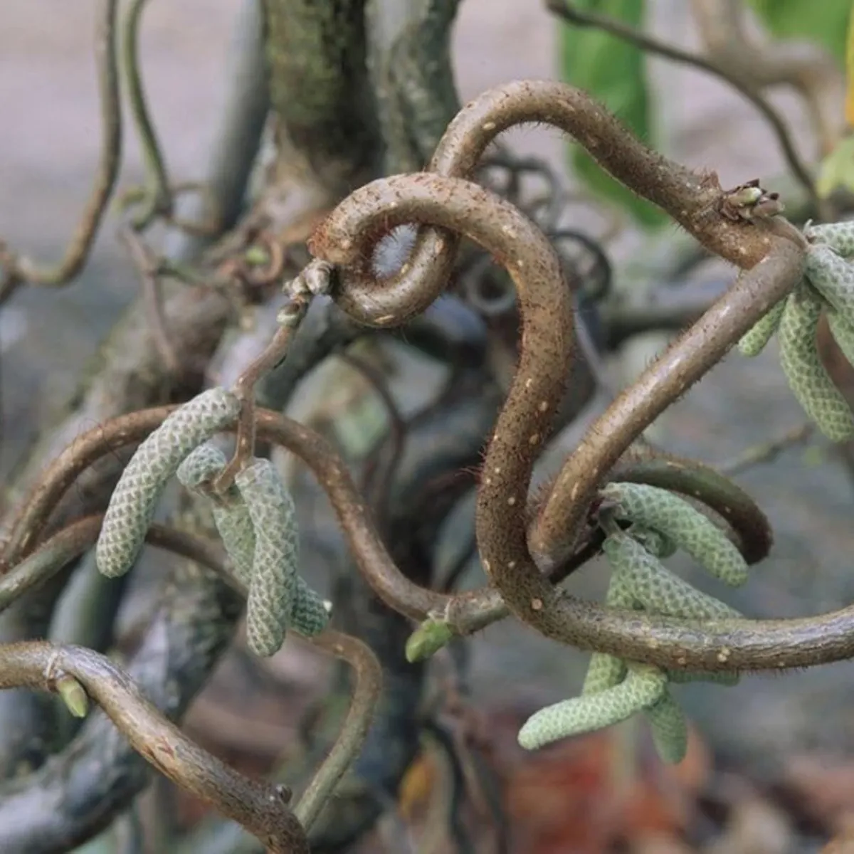 CORYLUS AVE. “Twister” - cover