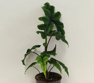 ALOCASIA “Jacklyn” - cover