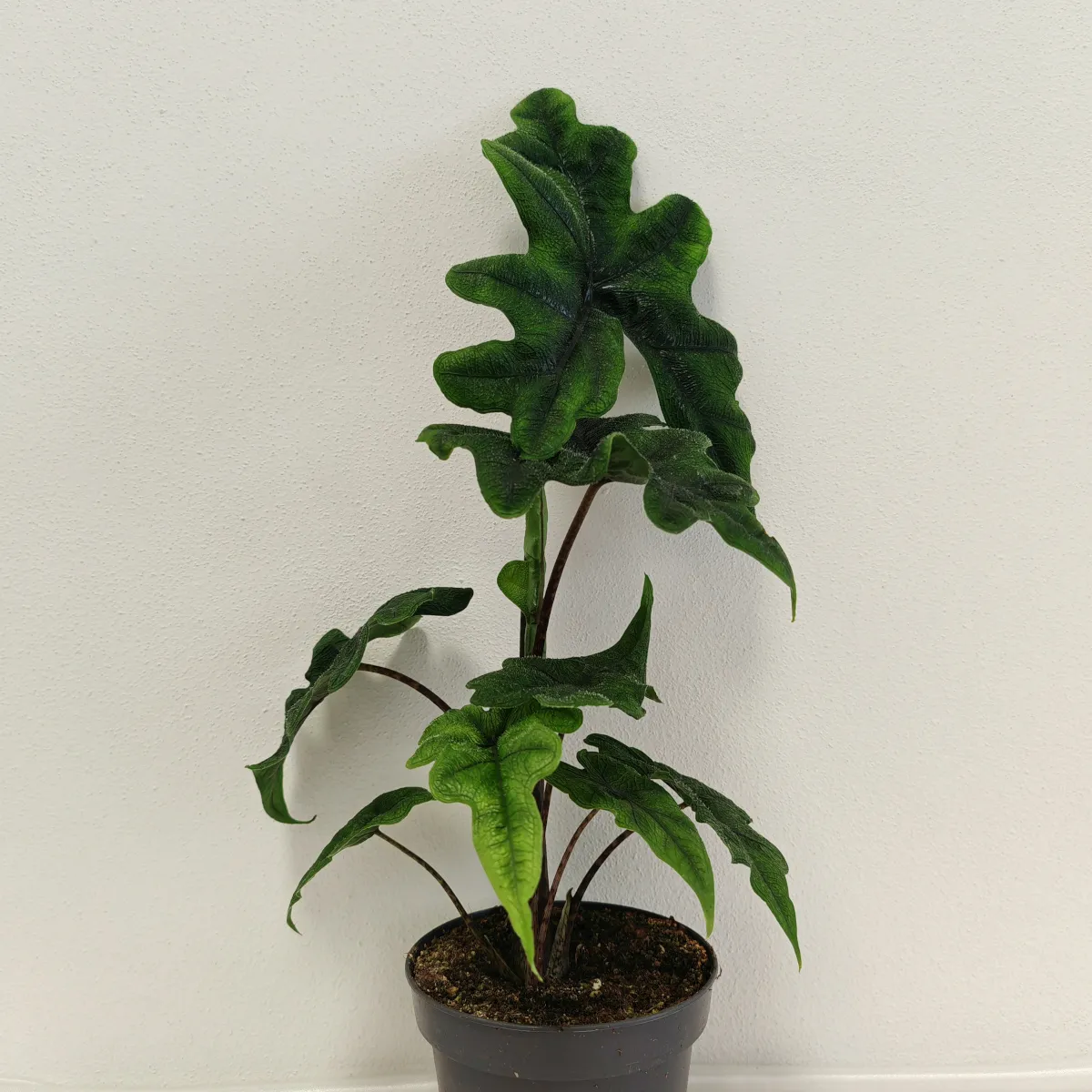 ALOCASIA “Jacklyn” - cover