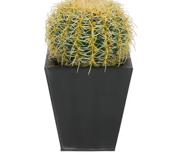 EUROPALMS Barrel Cactus, 27cm - cover